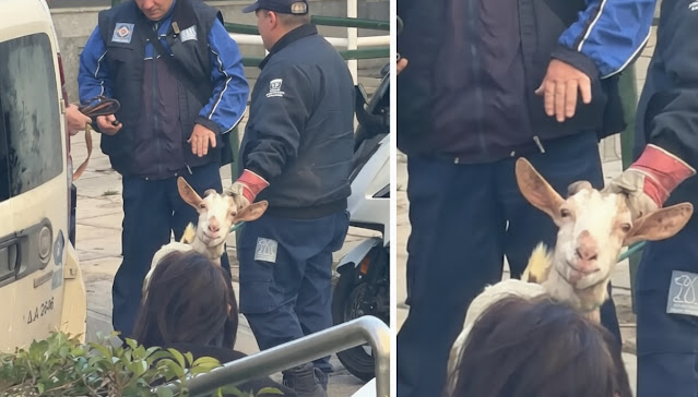 Η αλήθεια για το μυστικό μαντρί στον Αμπελόκηπο - Παράνομο ζώον για άντρες επιχειρηματία