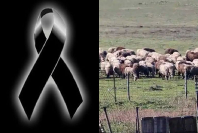 Θλίψη: Το κοπάδι ήταν η ζωή του